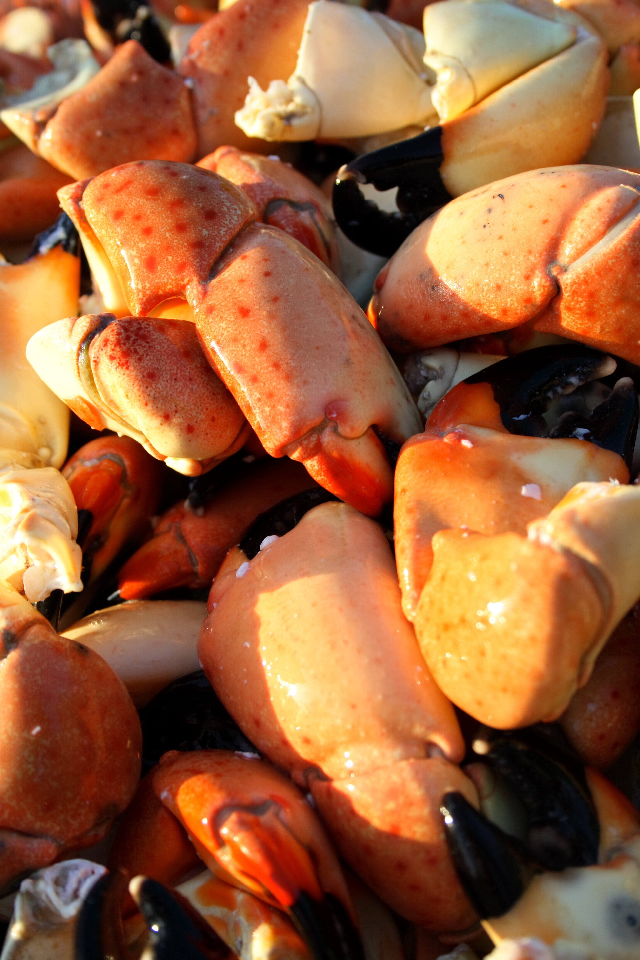Close-up of a pile of crabs with a focus on their shell texture.