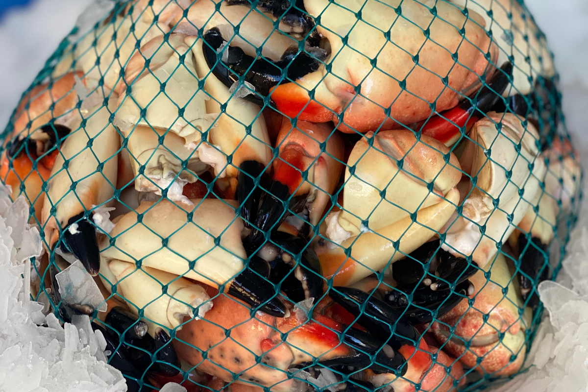 10 Pound Bag of Medium Stone Crab Claws